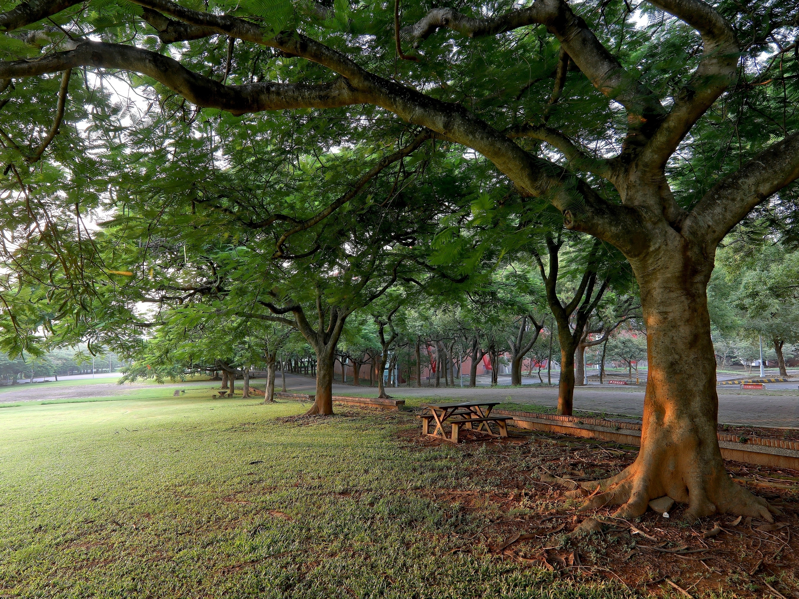 中正大學鳳凰大道